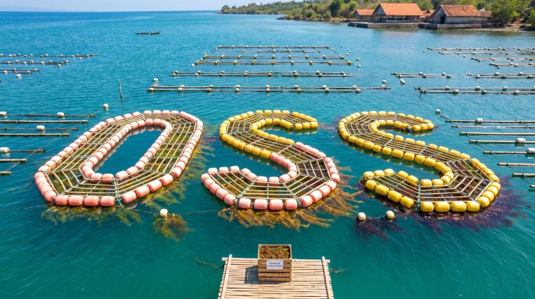 Seaweed forming OSS letters