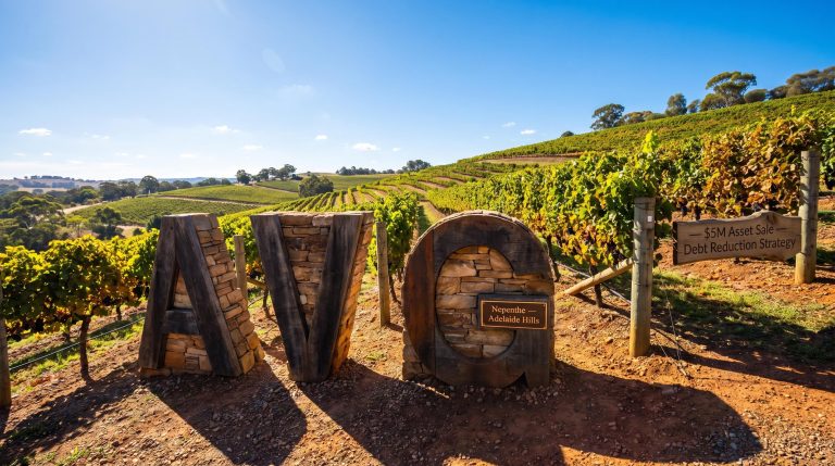 Vineyard with wooden signs
