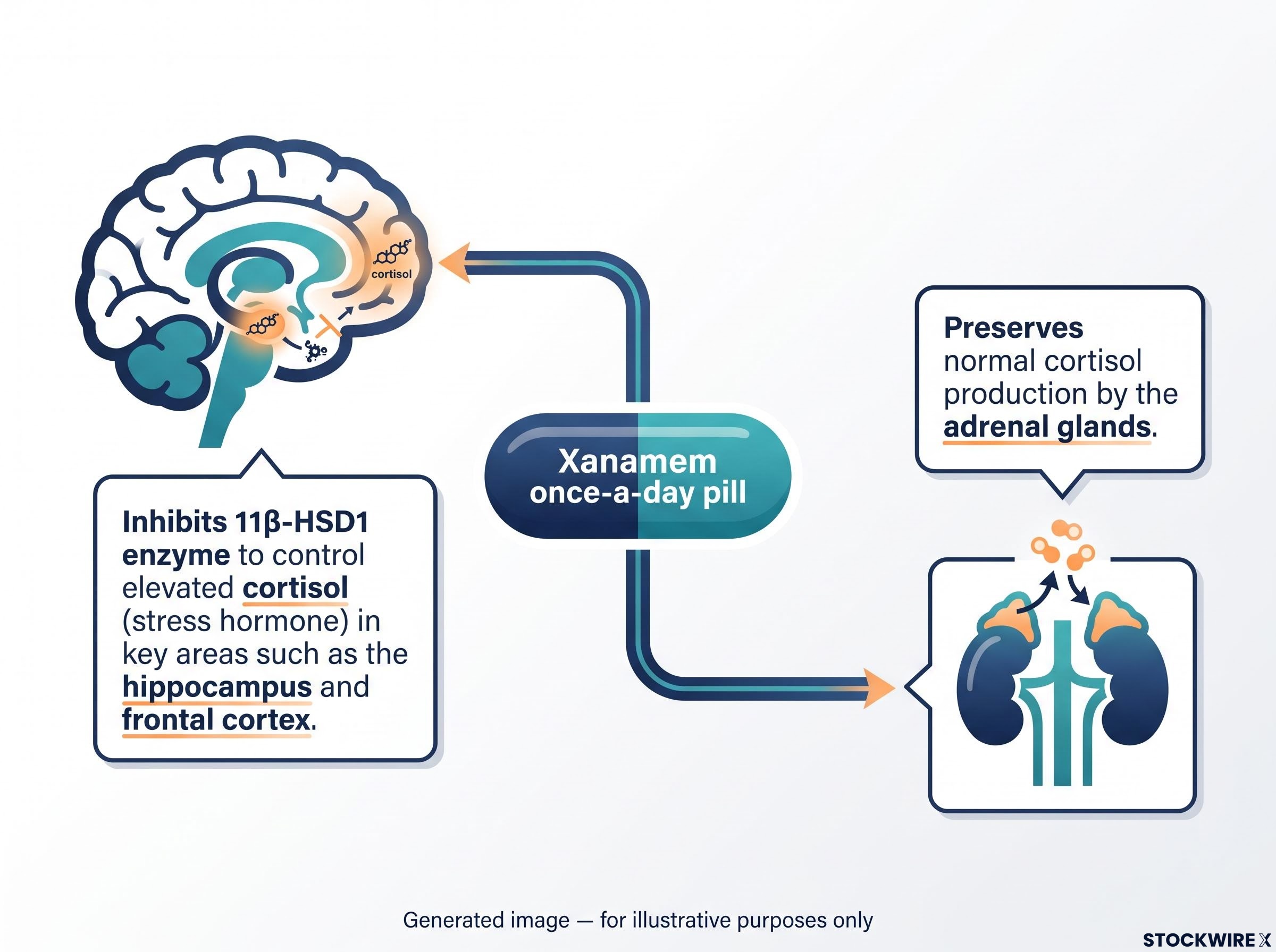 Xanamem Mechanism of Action: Targetting Brain Cortisol